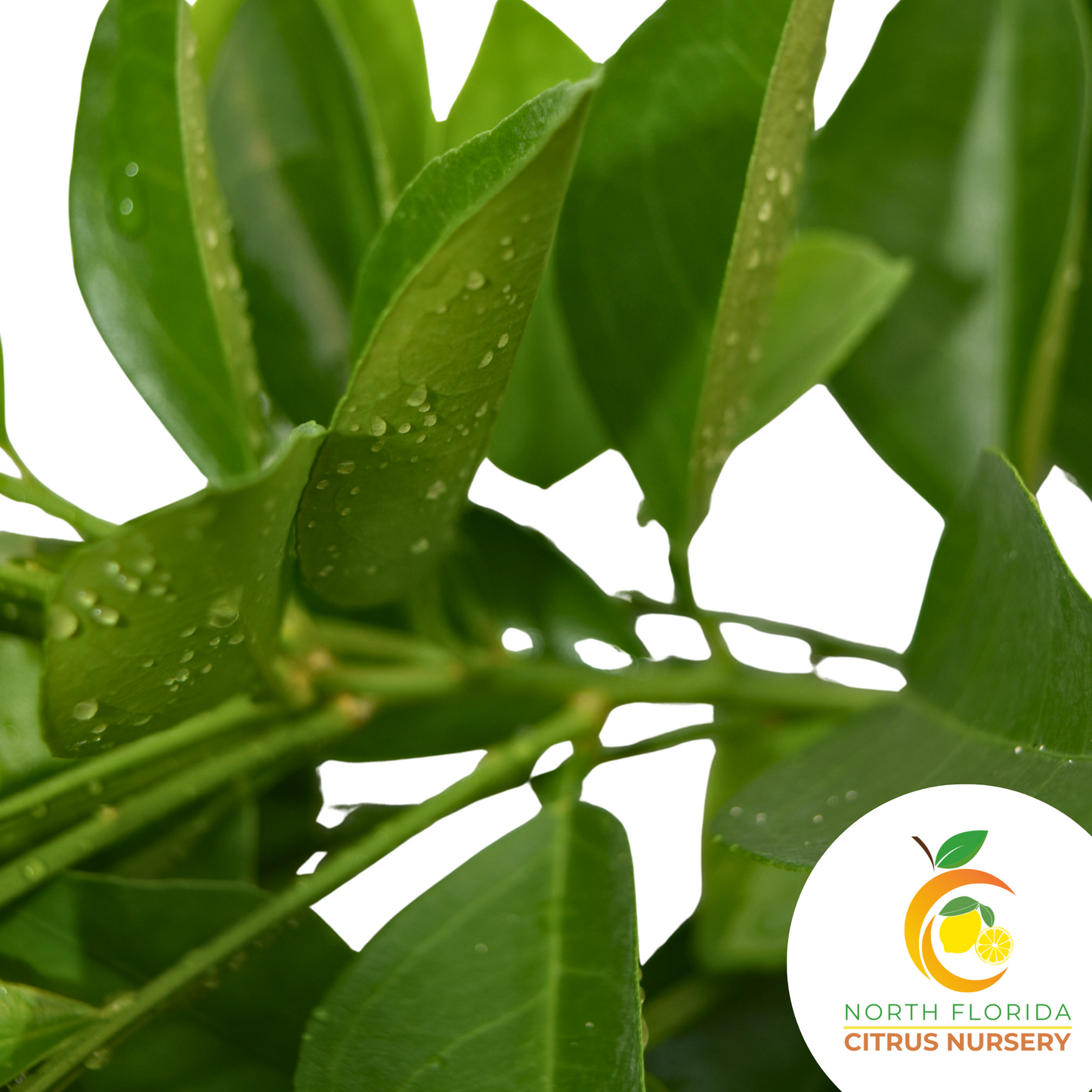 Valencia Orange Tree