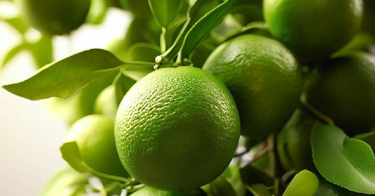 Key Lime