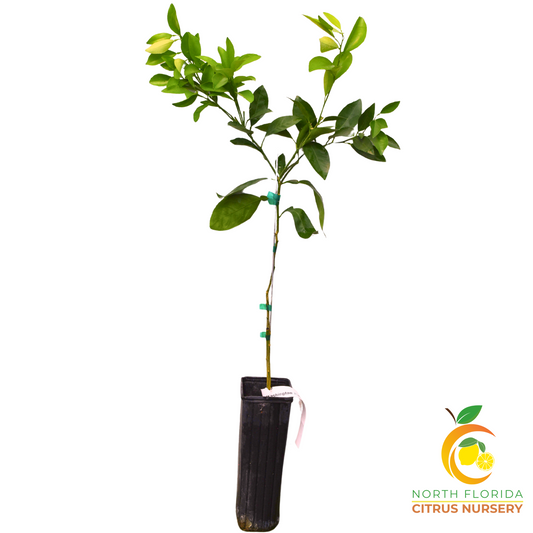 Washington Navel Tree