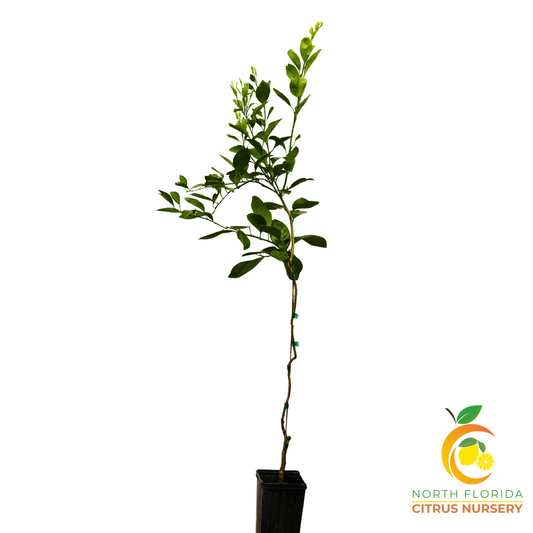 Satsuma-Kimburough Mandarin Tree