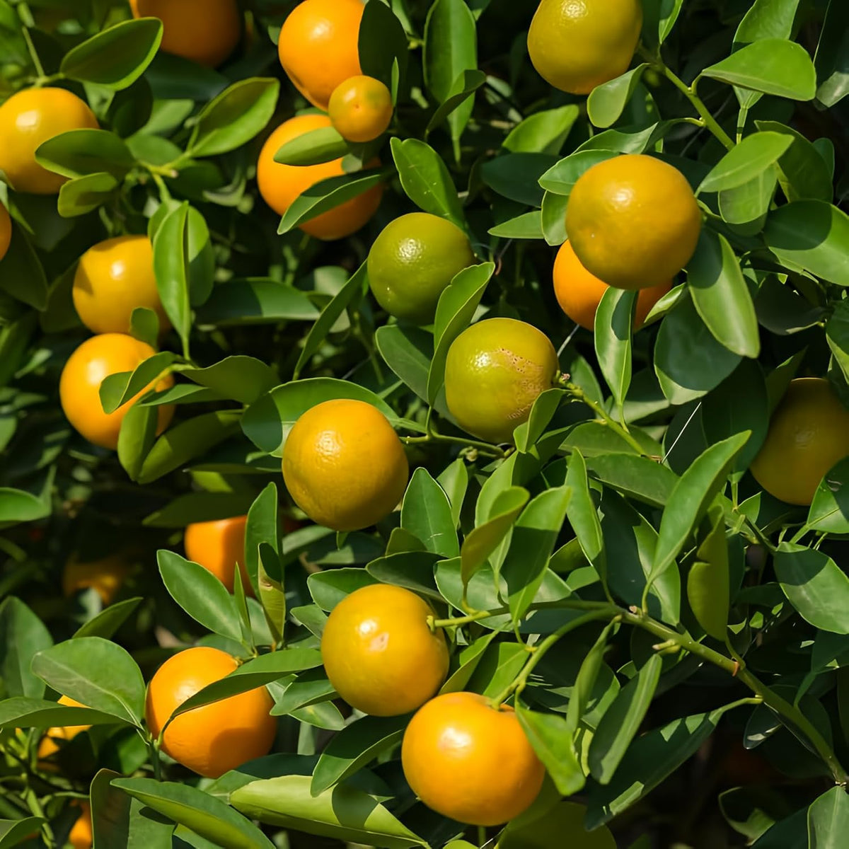 Calamondin