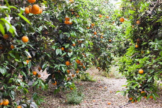 The Best Citrus Trees for North Florida (Zone 8b & 9a): A Grower's Ranked Guide