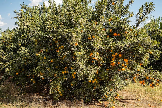 How to Grow Ponkan Tangerine Trees in Florida: Complete Planting & Care Guide for Zone 8b & 9a