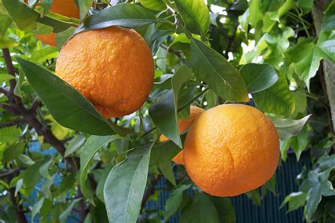Sour Orange