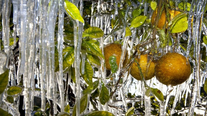 Cold Tolerant