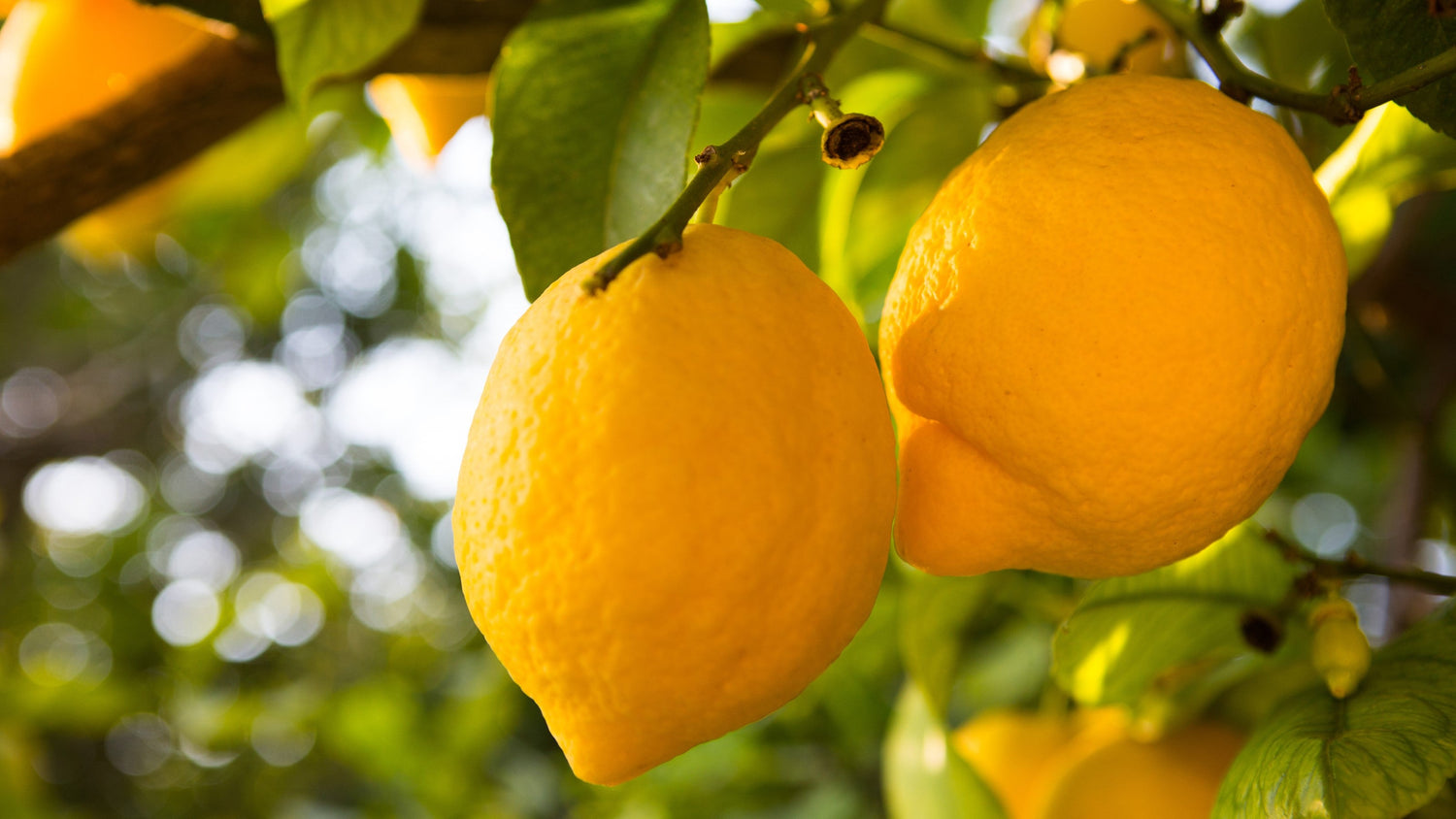 Lemons