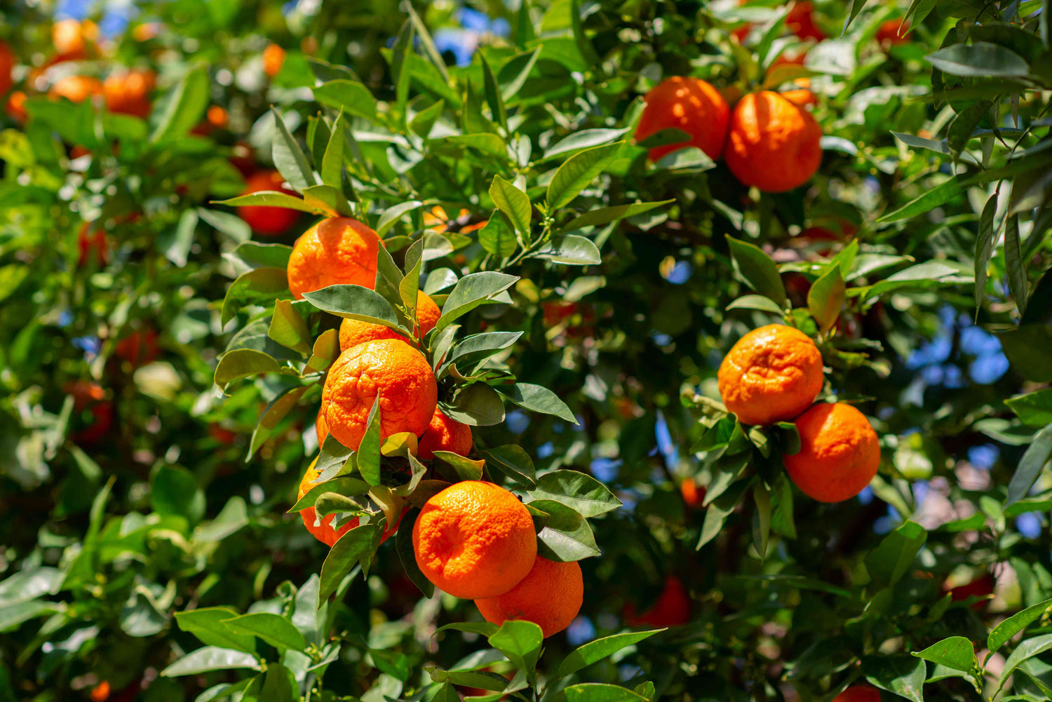 Mandarines/Tangerines
