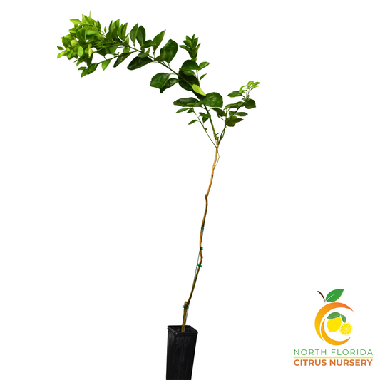 Valencia Orange Tree