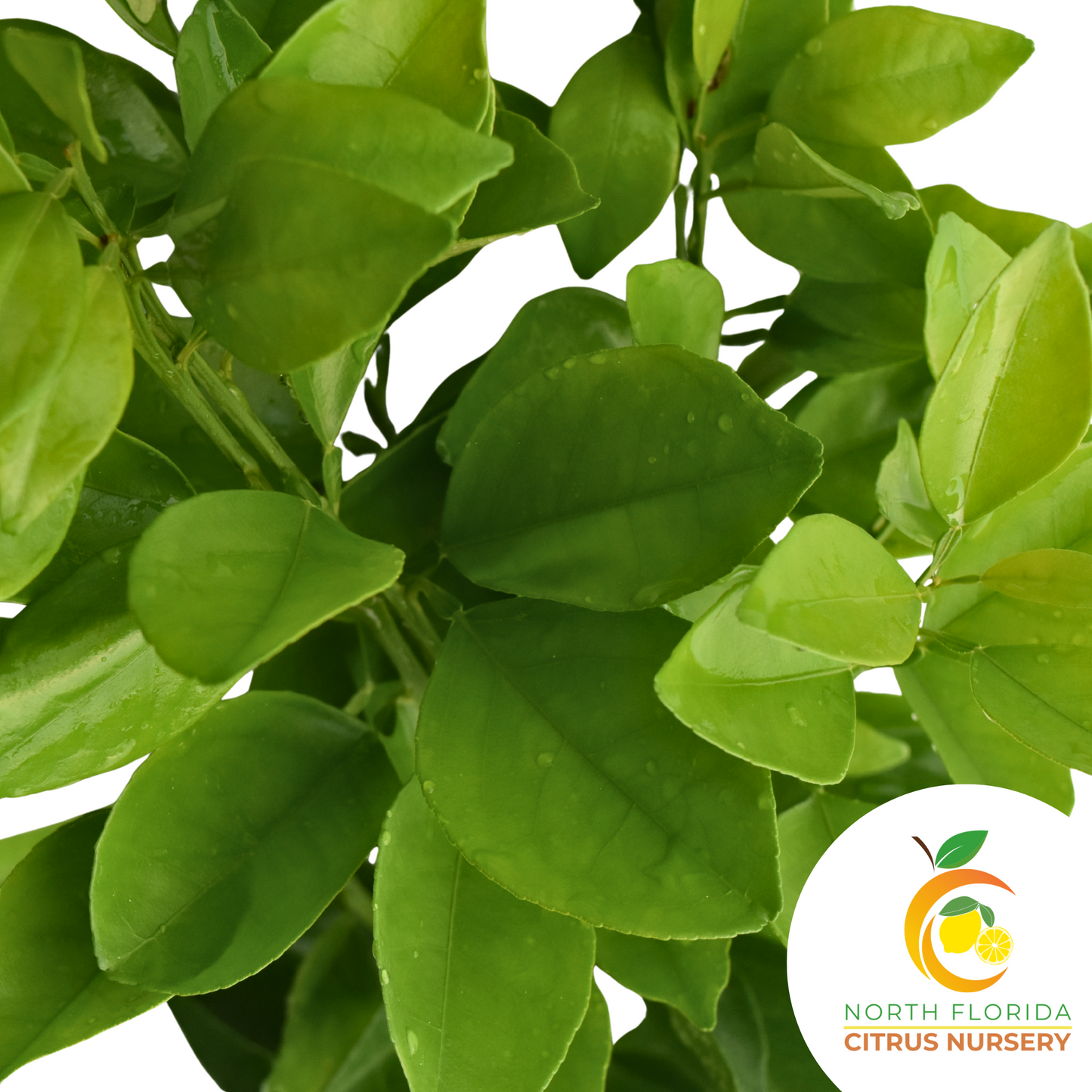 Valencia Orange Tree