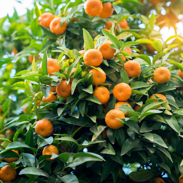 Owari Satsuma