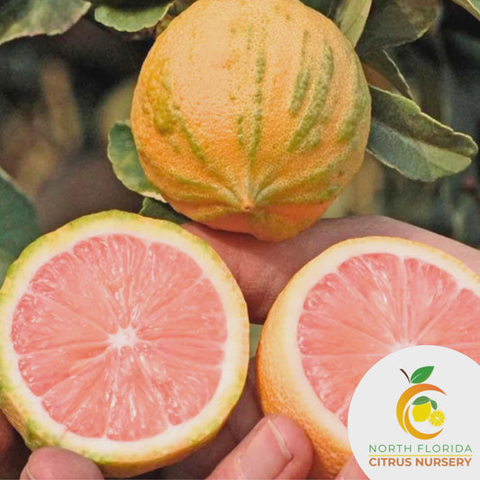 Pink Varieagated Lemon