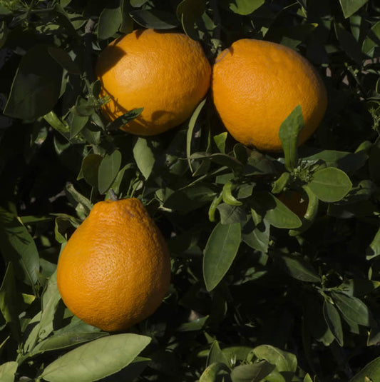 Ambersweet Orange