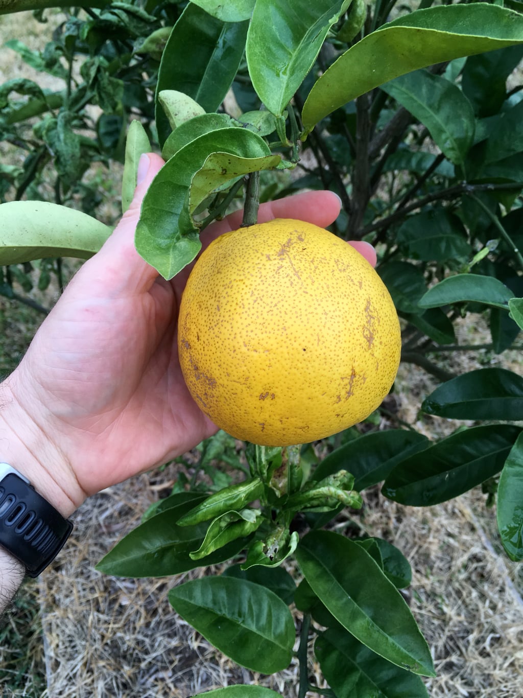 Bloomsweet Grapefruit