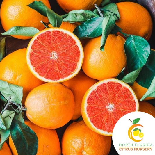 Cara Cara Navel Orange