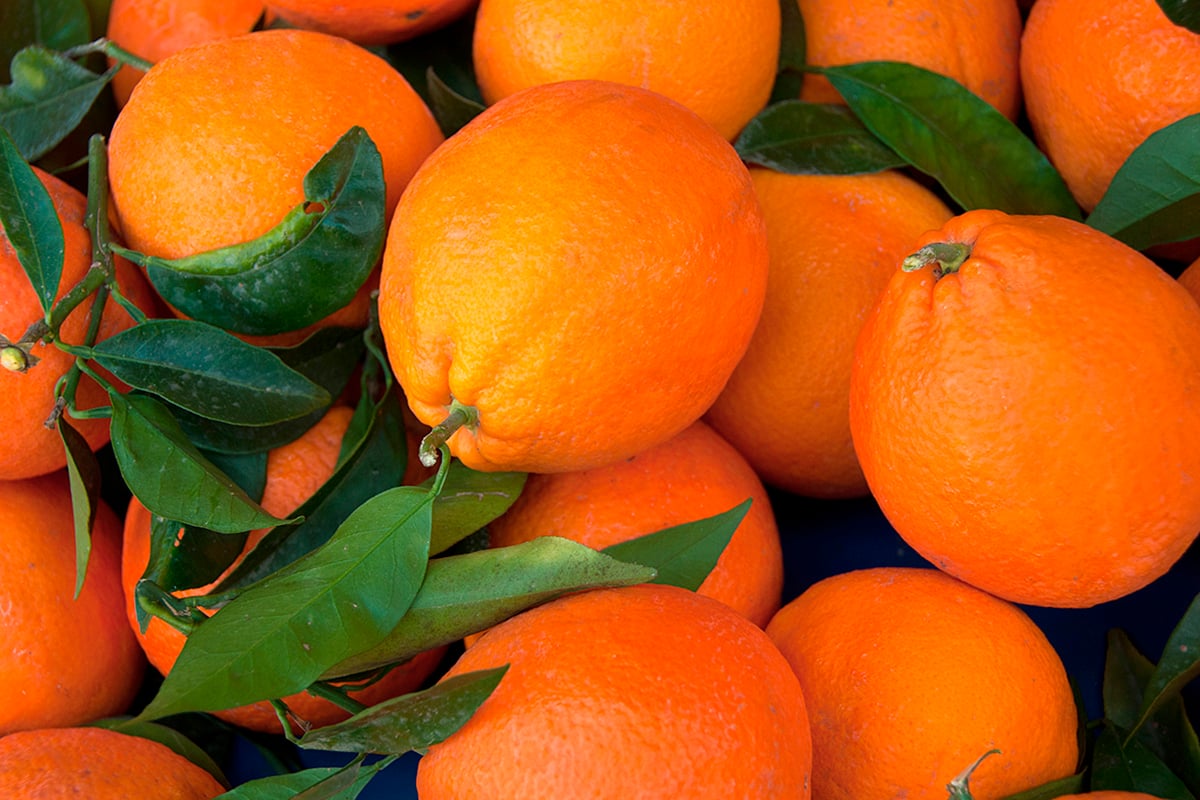 Donaldson Orange