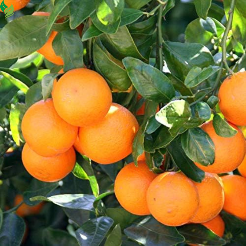 Murcott aka Honey Tangerine