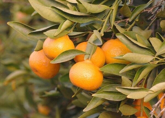 Kishu Mandarin