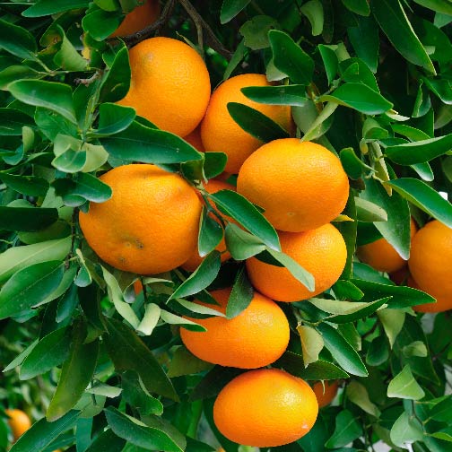 Lee Tangerine