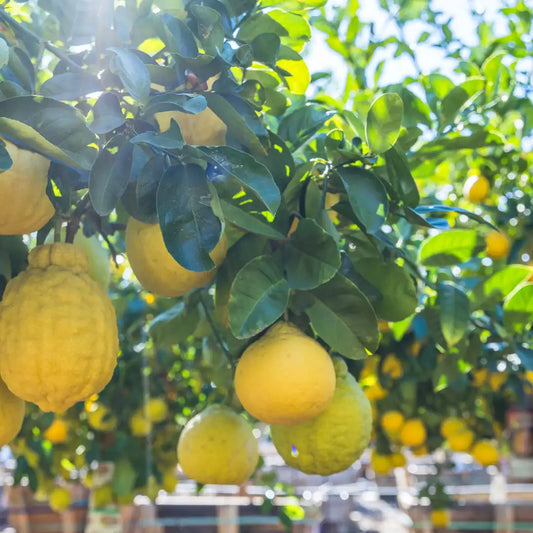 Ponderosa Lemon