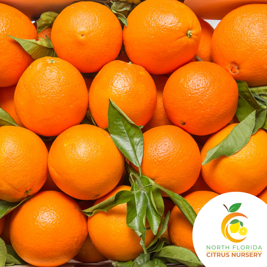 Valencia Orange Tree