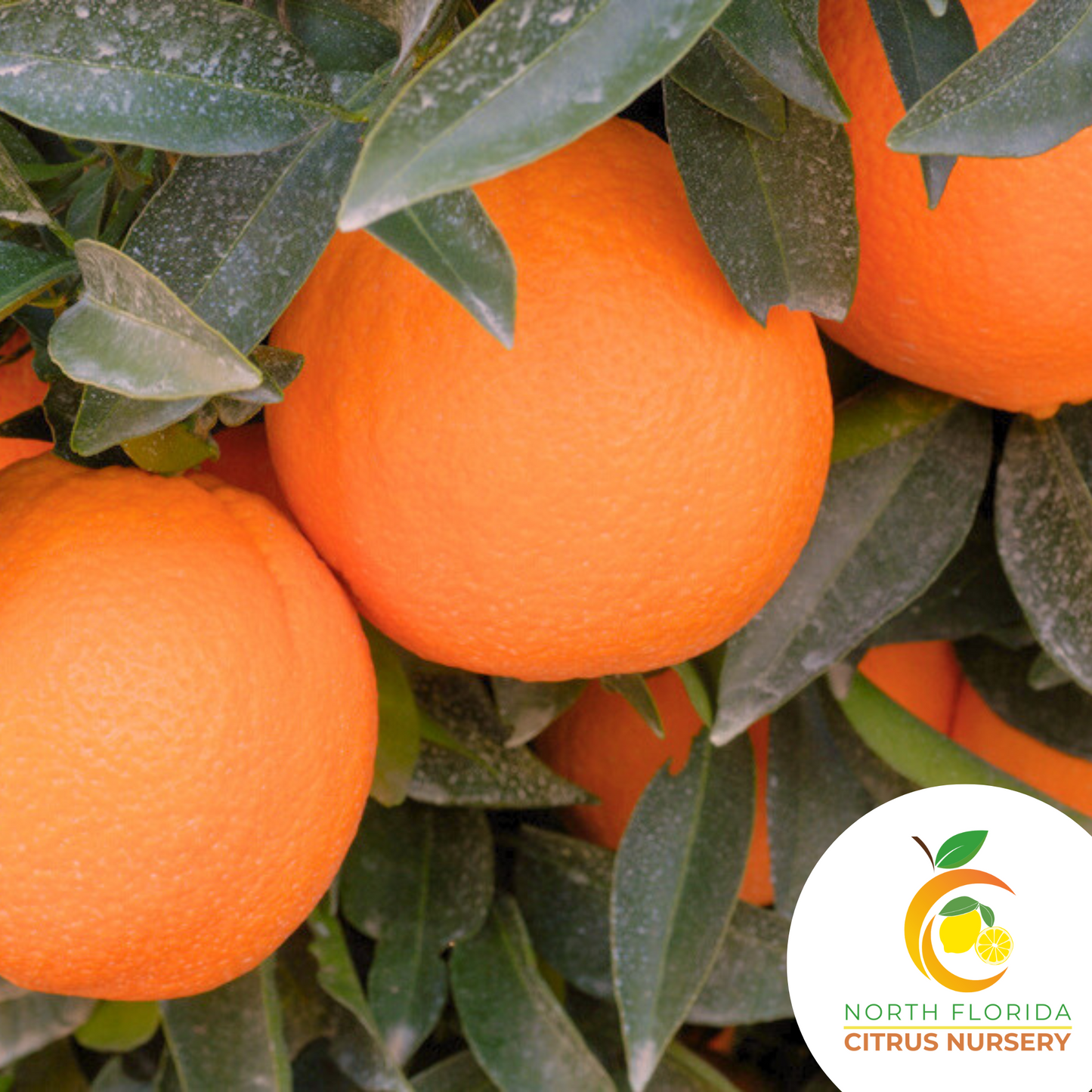 Washington Navel Tree