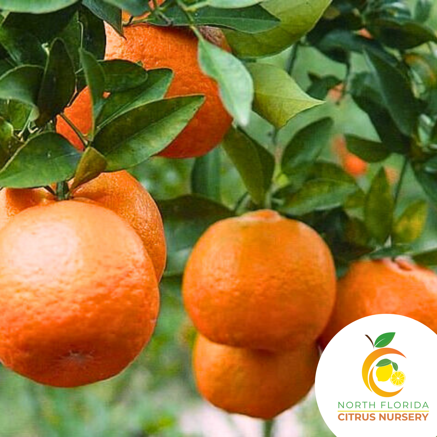 Satsuma-Owari Mandarin Tree