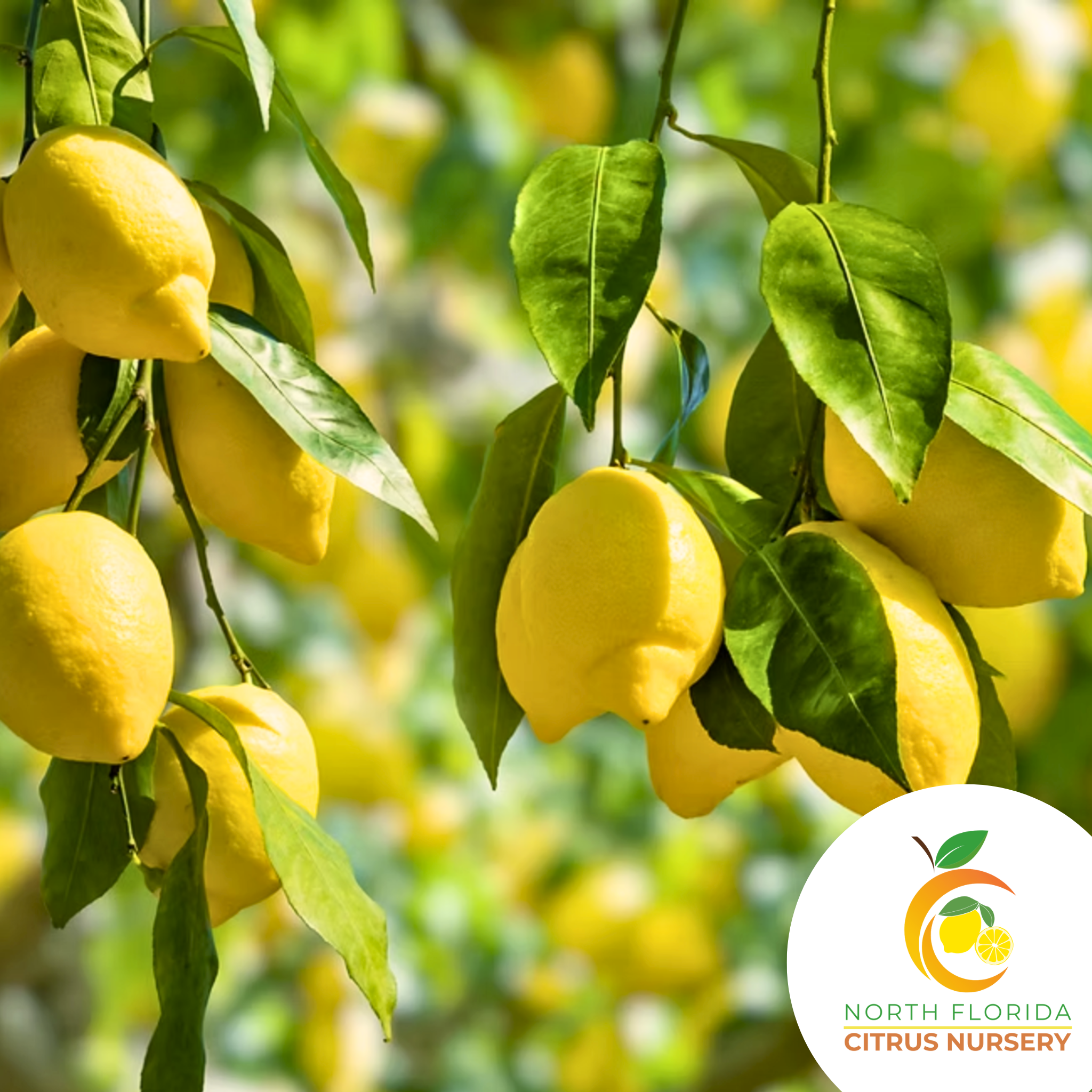 Meyer's Lemon Tree – North Florida Citrus Nursery