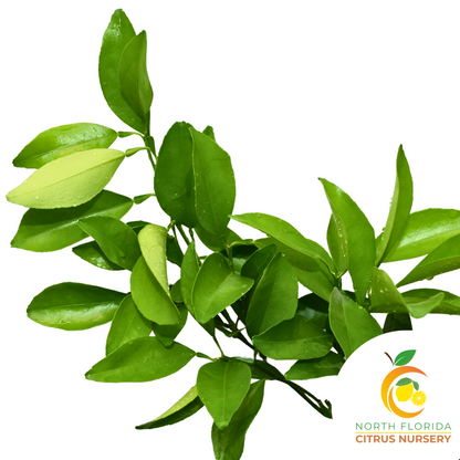 Washington Navel Tree