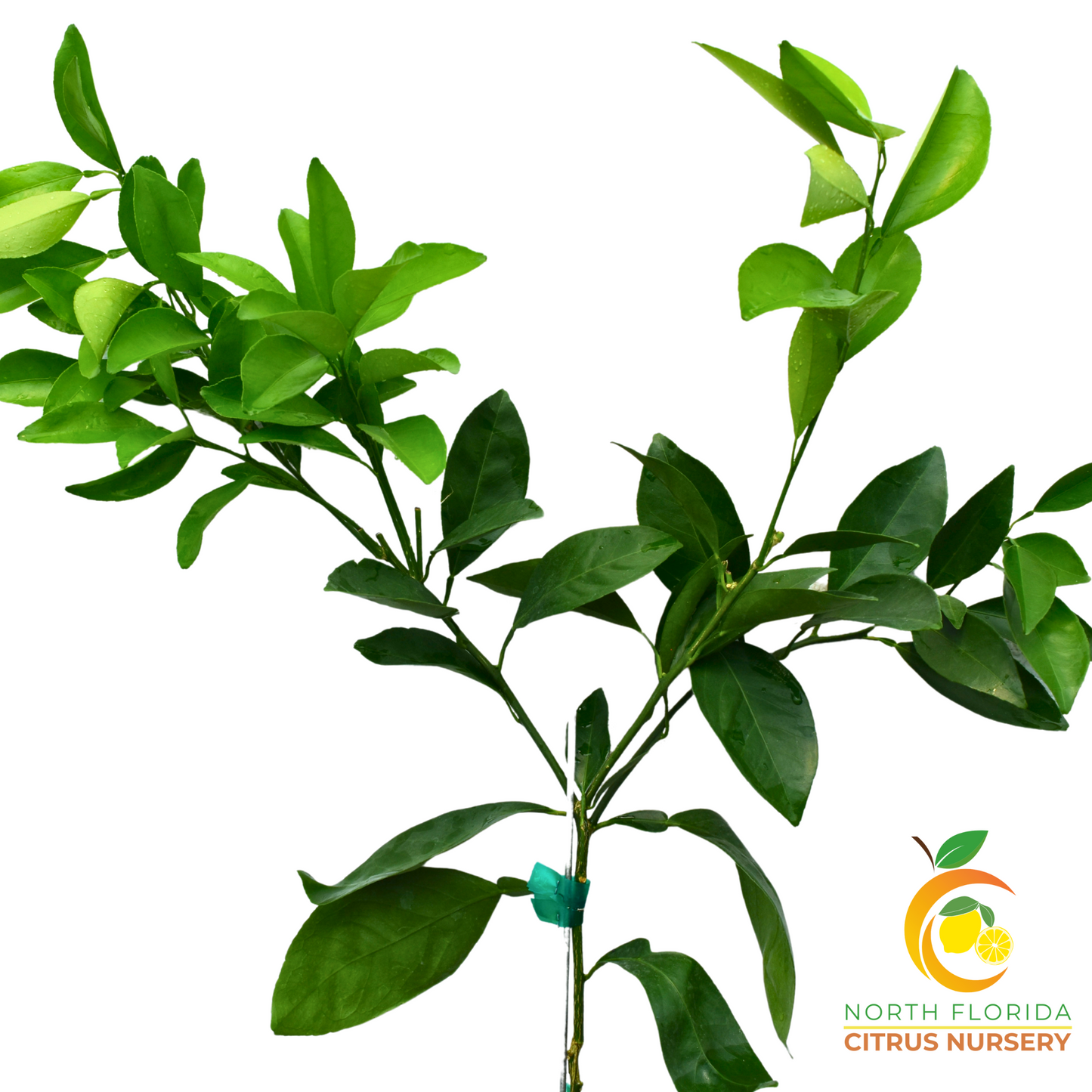 Washington Navel Tree