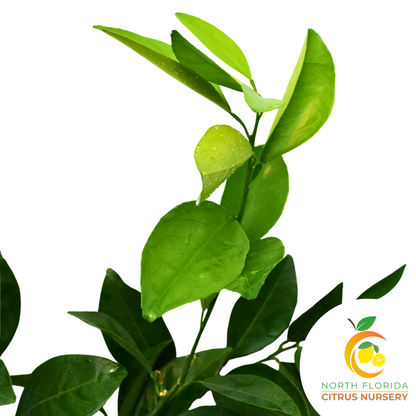 Washington Navel Tree