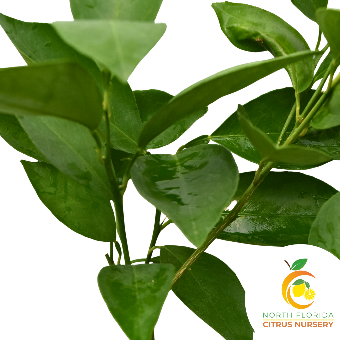 Satsuma-Owari Mandarin Tree