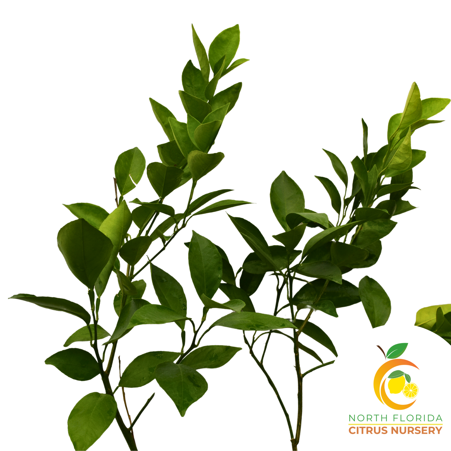 Satsuma-Owari Mandarin Tree