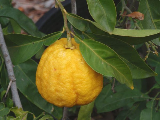 Ichang Lemon