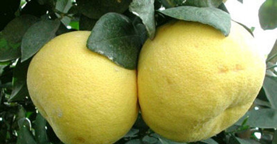 Hirado Pummelo