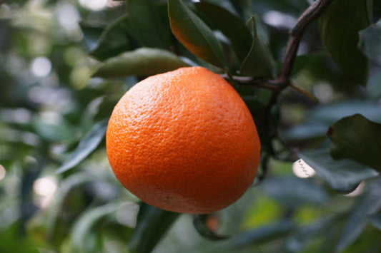 King Mandarin