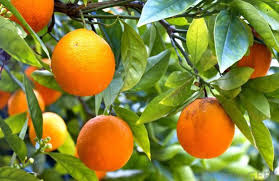 Parson Brown Orange