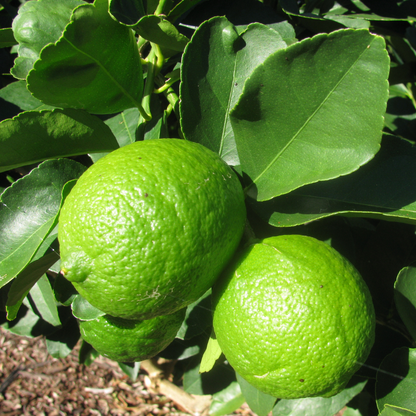 Persian Lime aka Tahiti Lime