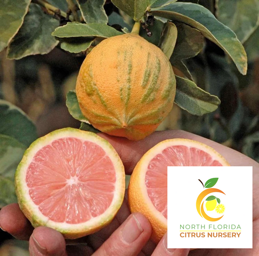 Pink Varieagated Lemon