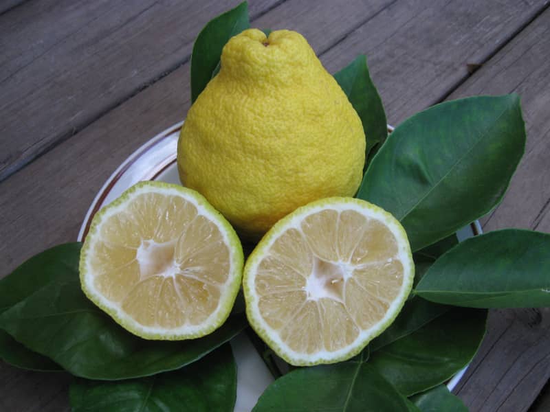 Sanbokan Lemon