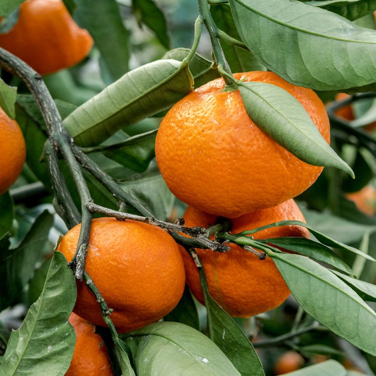 Sunburst Tangerine